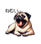 ドット絵 パグ 犬 40種 定番（個別スタンプ：38）