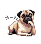 ドット絵 パグ 犬 40種 定番（個別スタンプ：40）