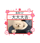 ポメラニアンもふまろ（個別スタンプ：1）