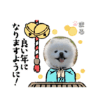 ポメラニアンもふまろ（個別スタンプ：2）