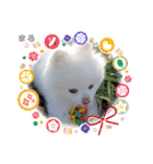 ポメラニアンもふまろ（個別スタンプ：4）