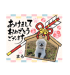 ポメラニアンもふまろ（個別スタンプ：8）