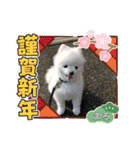 ポメラニアンもふまろ（個別スタンプ：9）