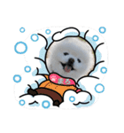ポメラニアンもふまろ（個別スタンプ：12）