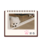 ポメラニアンもふまろ（個別スタンプ：17）