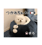 ポメラニアンもふまろ（個別スタンプ：18）