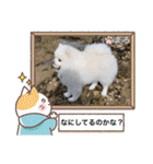 ポメラニアンもふまろ（個別スタンプ：20）