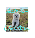 ポメラニアンもふまろ（個別スタンプ：22）