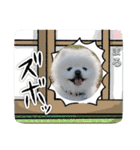 ポメラニアンもふまろ（個別スタンプ：24）