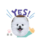 ポメラニアンもふまろ（個別スタンプ：30）
