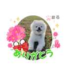 ポメラニアンもふまろ（個別スタンプ：31）