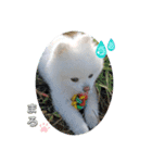 ポメラニアンもふまろ（個別スタンプ：33）
