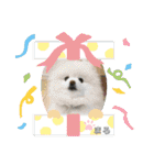 ポメラニアンもふまろ（個別スタンプ：34）