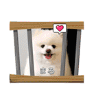 ポメラニアンもふまろ（個別スタンプ：36）