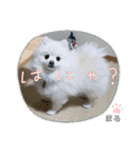 ポメラニアンもふまろ（個別スタンプ：40）