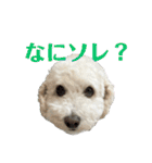くるみちゃんスタンプ4（個別スタンプ：5）