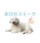 くるみちゃんスタンプ4（個別スタンプ：10）