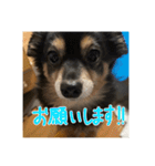 犬だよ犬 スタンプ（個別スタンプ：1）