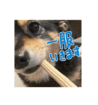 犬だよ犬 スタンプ（個別スタンプ：2）