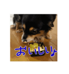 犬だよ犬 スタンプ（個別スタンプ：3）