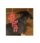 犬だよ犬 スタンプ（個別スタンプ：4）