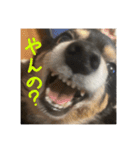 犬だよ犬 スタンプ（個別スタンプ：6）