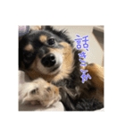 犬だよ犬 スタンプ（個別スタンプ：7）