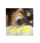 犬だよ犬 スタンプ（個別スタンプ：8）