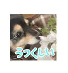 犬だよ犬 スタンプ（個別スタンプ：9）
