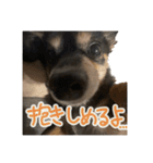 犬だよ犬 スタンプ（個別スタンプ：10）