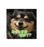 犬だよ犬 スタンプ（個別スタンプ：11）