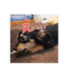 犬だよ犬 スタンプ（個別スタンプ：12）