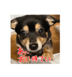 犬だよ犬 スタンプ（個別スタンプ：13）