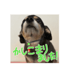 犬だよ犬 スタンプ（個別スタンプ：14）