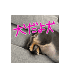 犬だよ犬 スタンプ（個別スタンプ：15）