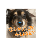 犬だよ犬 スタンプ（個別スタンプ：16）