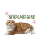 ももなつまみいる（個別スタンプ：4）