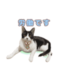 ももなつまみいる（個別スタンプ：5）