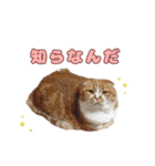 ももなつまみいる（個別スタンプ：7）