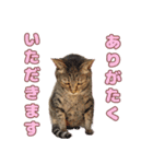 ももなつまみいる（個別スタンプ：8）