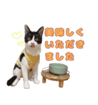 ももなつまみいる（個別スタンプ：9）