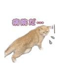 ももなつまみいる（個別スタンプ：11）