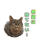 ももなつまみいる（個別スタンプ：13）