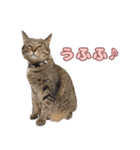 ももなつまみいる（個別スタンプ：15）