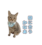ももなつまみいる（個別スタンプ：17）