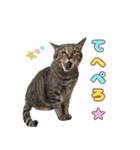 ももなつまみいる（個別スタンプ：19）