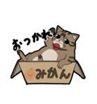 こたんぷ 。（個別スタンプ：19）