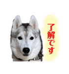 オレオ2（個別スタンプ：3）