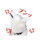 オレオ2（個別スタンプ：6）