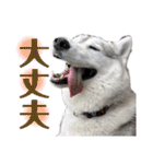 オレオ2（個別スタンプ：10）